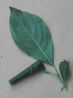 Rodillo de hojas de espino cerval de aliso