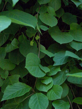 Schisandra china (Schisandra chinensis)