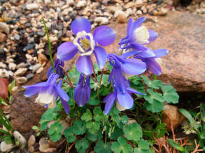 Aquilegia from the Cameo variety series