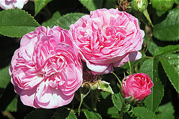 Rosa de Damasco (Rosa damascena)