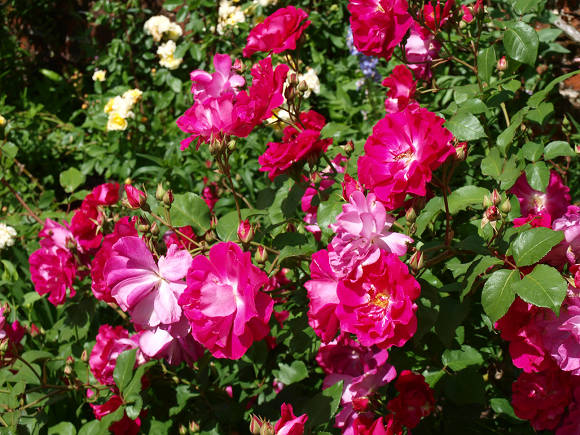 Muskuso rožė Nur Mahal