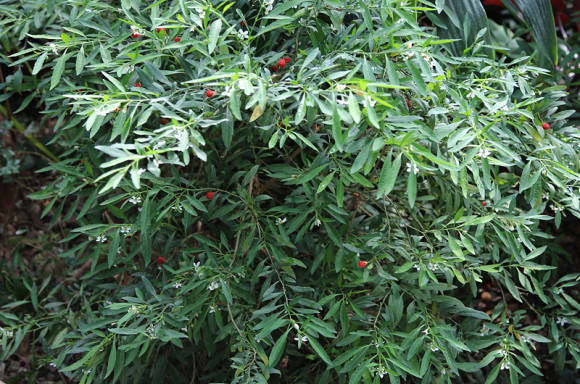 Natskygge (Solanum sp.) I drivhusjord (maj)