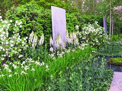 Chelsea 2007. Liten krøllete lilje, sibirske iris og gaura på bakgrunn av blomstrende viburnum