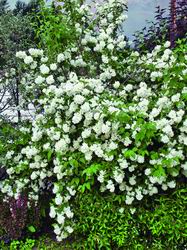 Los fragantes arbustos de jazmín serán un fondo mágico para una composición de arbustos.
