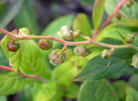 Leucohoe Gray (Leucohoe grayana), virágok