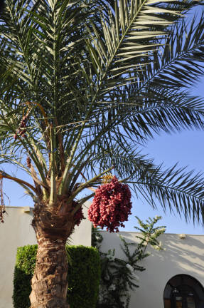 Cómo cultivar una palmera datilera a partir de semillas