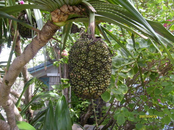 Pandanus de coberta i els seus fruits