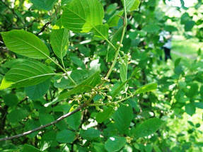 Buckthorn alder, flowering