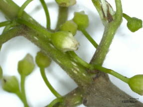 Buckthorn alder, buds