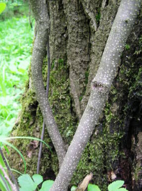 Buckthorn alder, bark