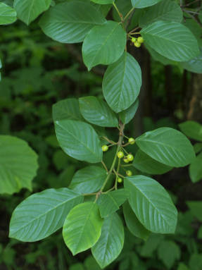 Buckthorn alder, unripe fruits