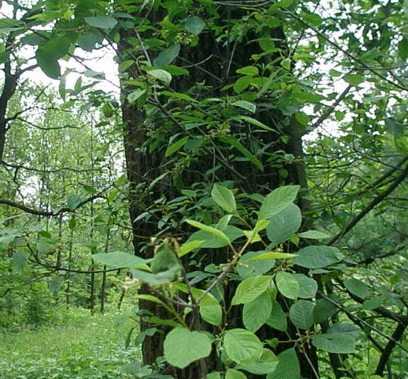 Buckthorn alder at the beginning of flowering