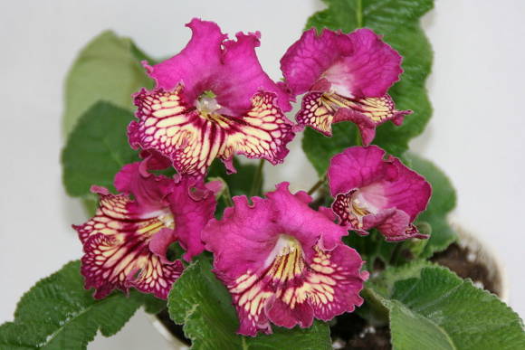 Streptocarpus: a little attention - and you are among the flowers