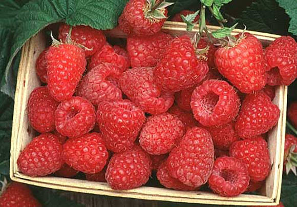 Oh, how sweet raspberries were ...