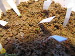 Lithops zo semien sú pekné omrvinky