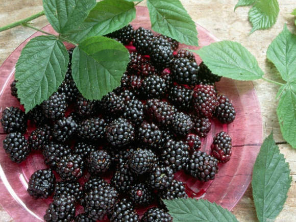 Blackberry hedelmät