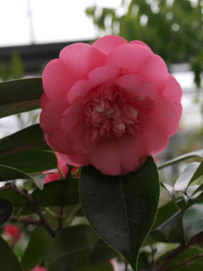 Japanilainen kamelia (Camellia japonica)