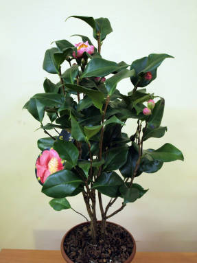 Japonská kamélia (Camellia japonica)