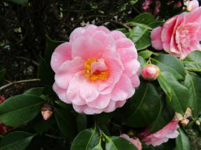 Japonská kamélia (Camellia japonica)