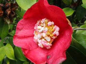 Japanilainen kamelia (Camellia japonica)