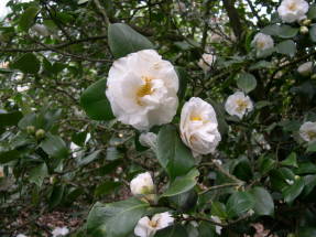Japán kamélia (Camellia japonica)
