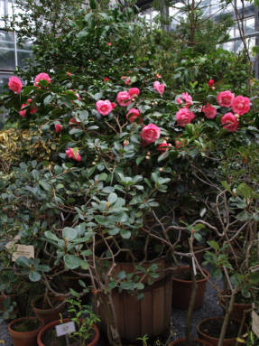 Camellia hjemme og i hagen