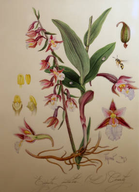 Pavel Pugachev. Marsh Dremlik Epipactis palustris
