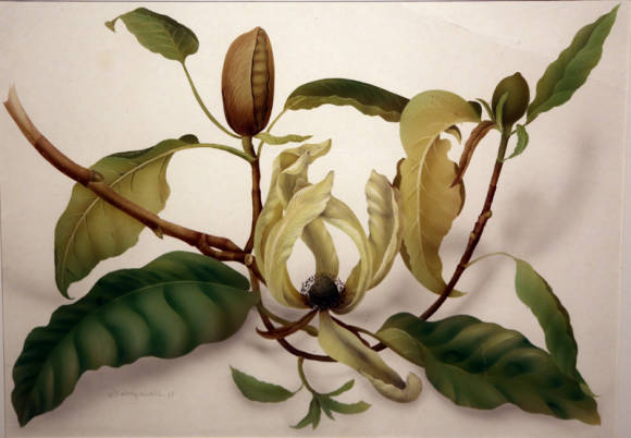Olga Makrushenko. Magnolia de punta llarga Magnolia acuminata