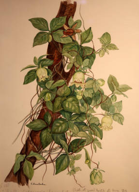 Sofia Matveeva. Codonopsis lanceolata Codonopsis lanceolata