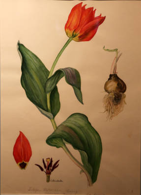 சோபியா மத்வீவா. Foster's tulip Tulipa Fosteriana