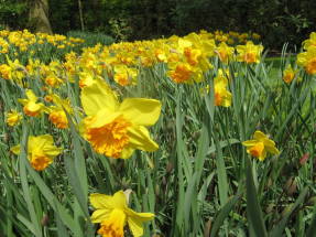 Planting daffodils in large arrays