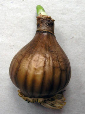 Single-peaked daffodil bulb