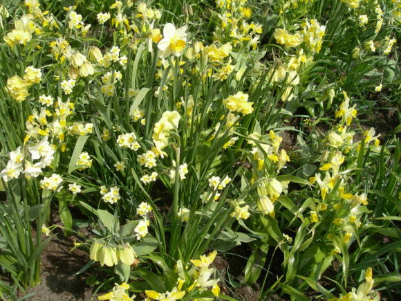 Daffodils with hazel grouse