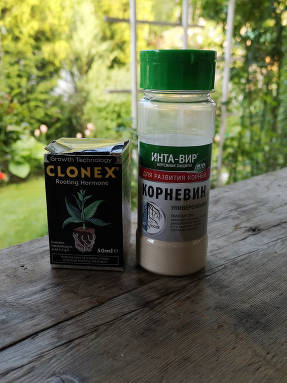 Kornevin ja Clonex - kasvuhormonit