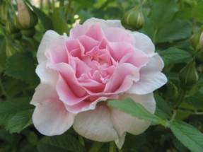Rosa de parc Martin Frobisher