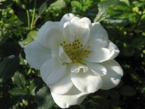 Rosa de parc Blanc Double de Courbet