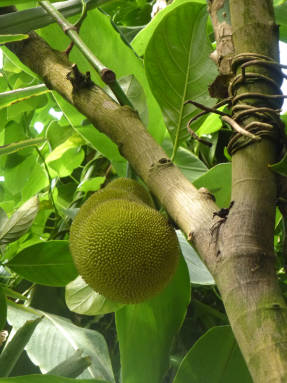 Jackfruit (Artocarpus heterophyllus) v BS Kew