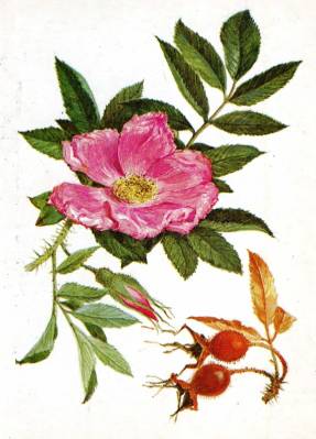 Májová ruža. Umelec A.K. Šipilenko