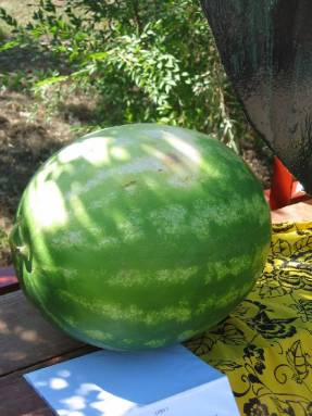 Obľúbený vodný melón