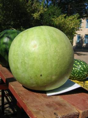 Vodný melón Kholodov darček