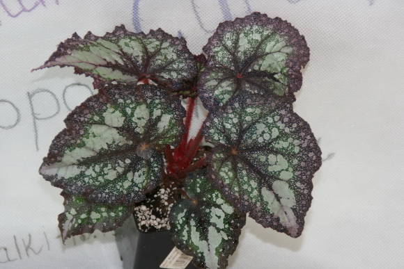 Begonia DS-Regn