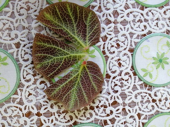 Propagación de begonias por fragmentos de hojas.