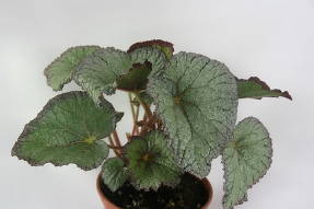 Begonia DS-Pearls