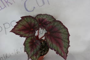 Begonia DS-naarasase