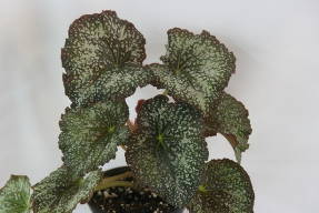 Begonia DS-Lukomorye