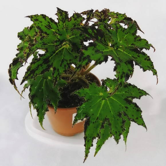 Decorative leafy begonias