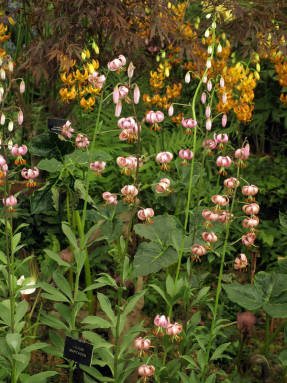 Kučeravá ľalia (Lilium martagon)