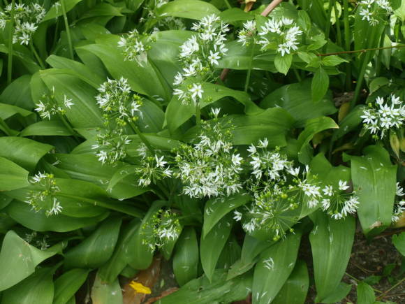 Cebolla de la victoria (Allium victorialis)