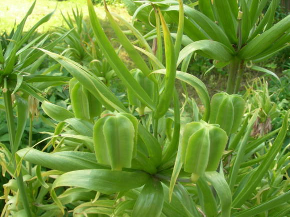 Urogallo imperial (Fritillaria imperialis), frutos inmaduros