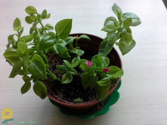 Aptenia cordifolia - planta de hielo amante del calor